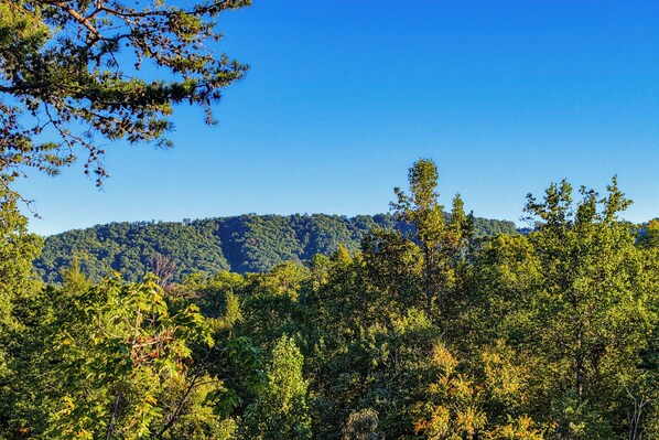 Ein dichter Wald mit einem Berg im Hintergrund.