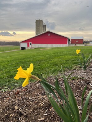 A red barn with a silo in the background, a green field, and a daffodil in the foreground. - Enjoy a stay on the farm by Lake Wilhelm and Goddard State Park in Sandy Lake PA (Sandy Lake)