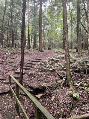 A forested area with a wooden staircase leading up.