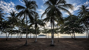 A beach with palm trees and a view of the ocean.