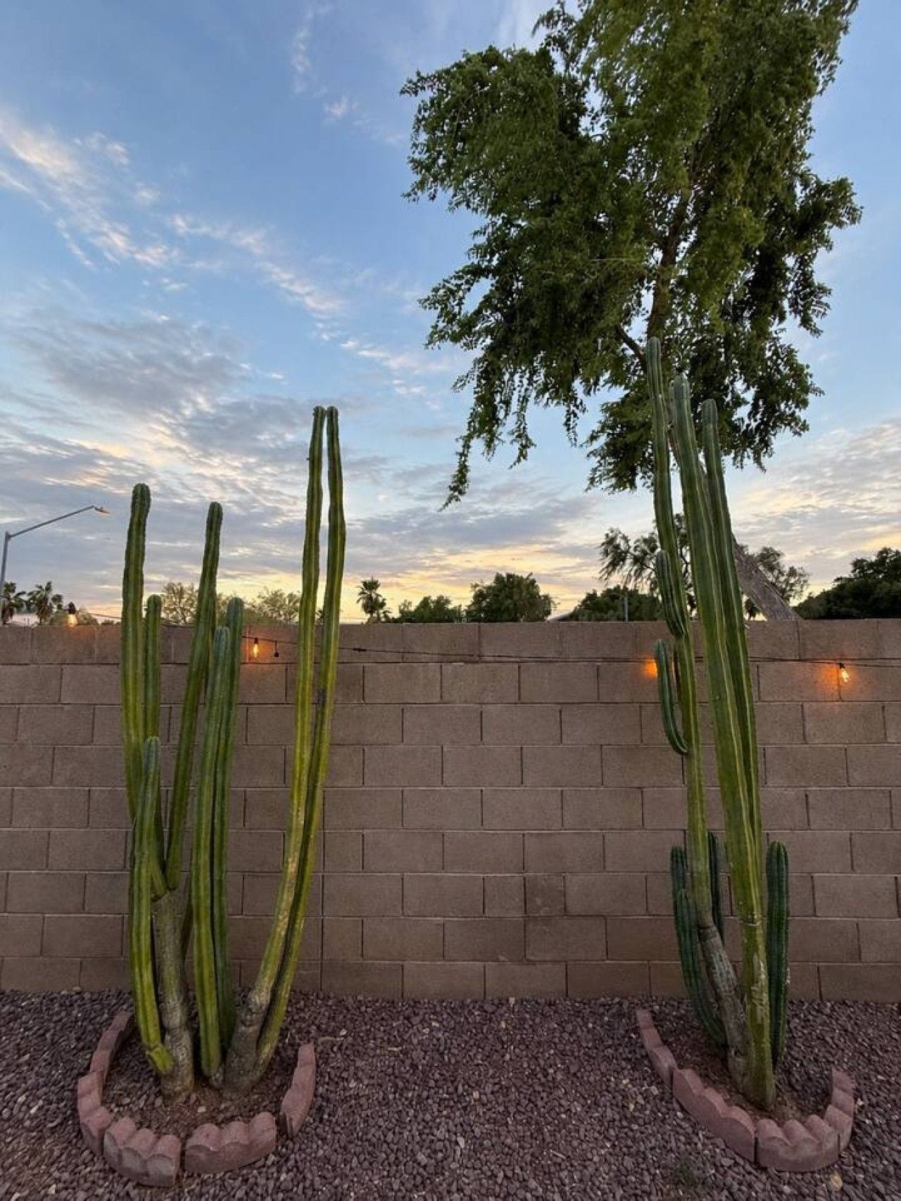 A cactus garden with tall cacti against a brick wall, under a clear sky.