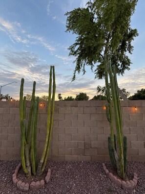A cactus garden with tall cacti against a brick wall, under a clear sky.