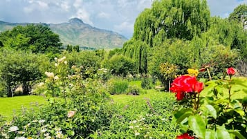 A garden with a variety of flowers, a prominent weeping willow tree, and a mountain in the background.