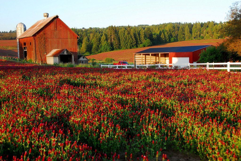 Une grange et un bâtiment rouge avec une clôture blanche, situés dans un champ de fleurs rouges.