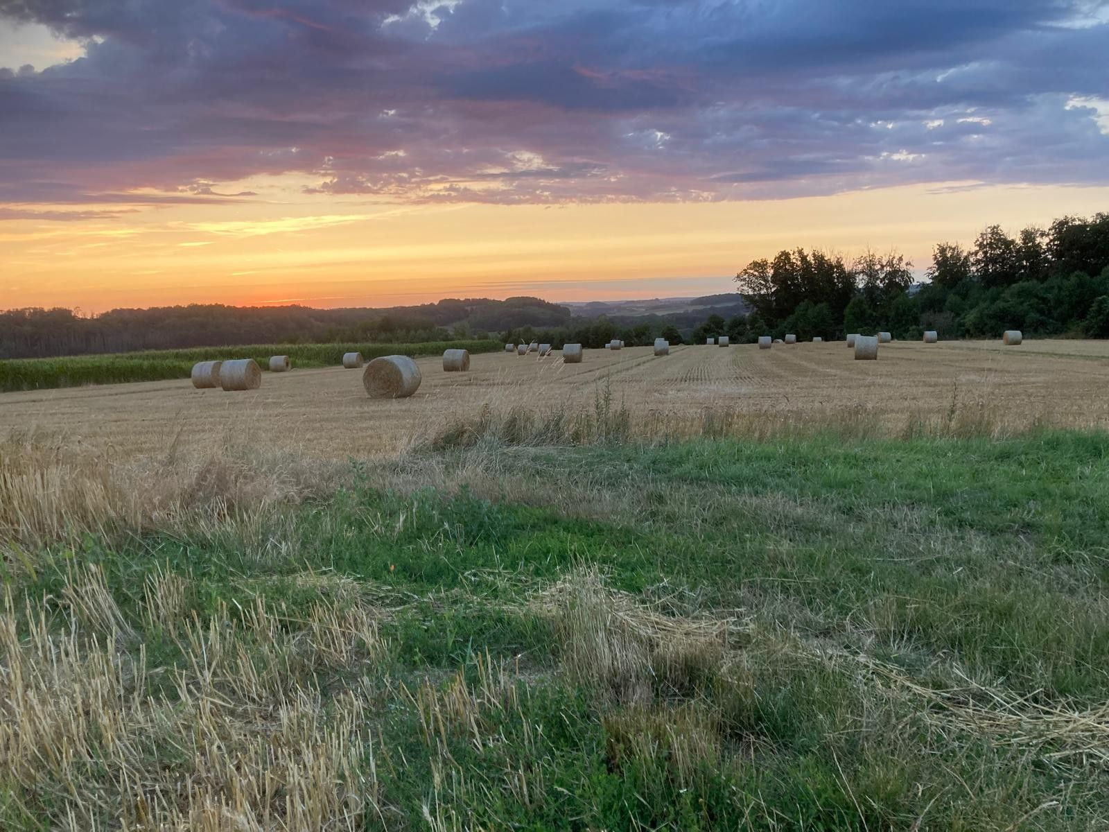 A field with hay bales and a sunset in the background.