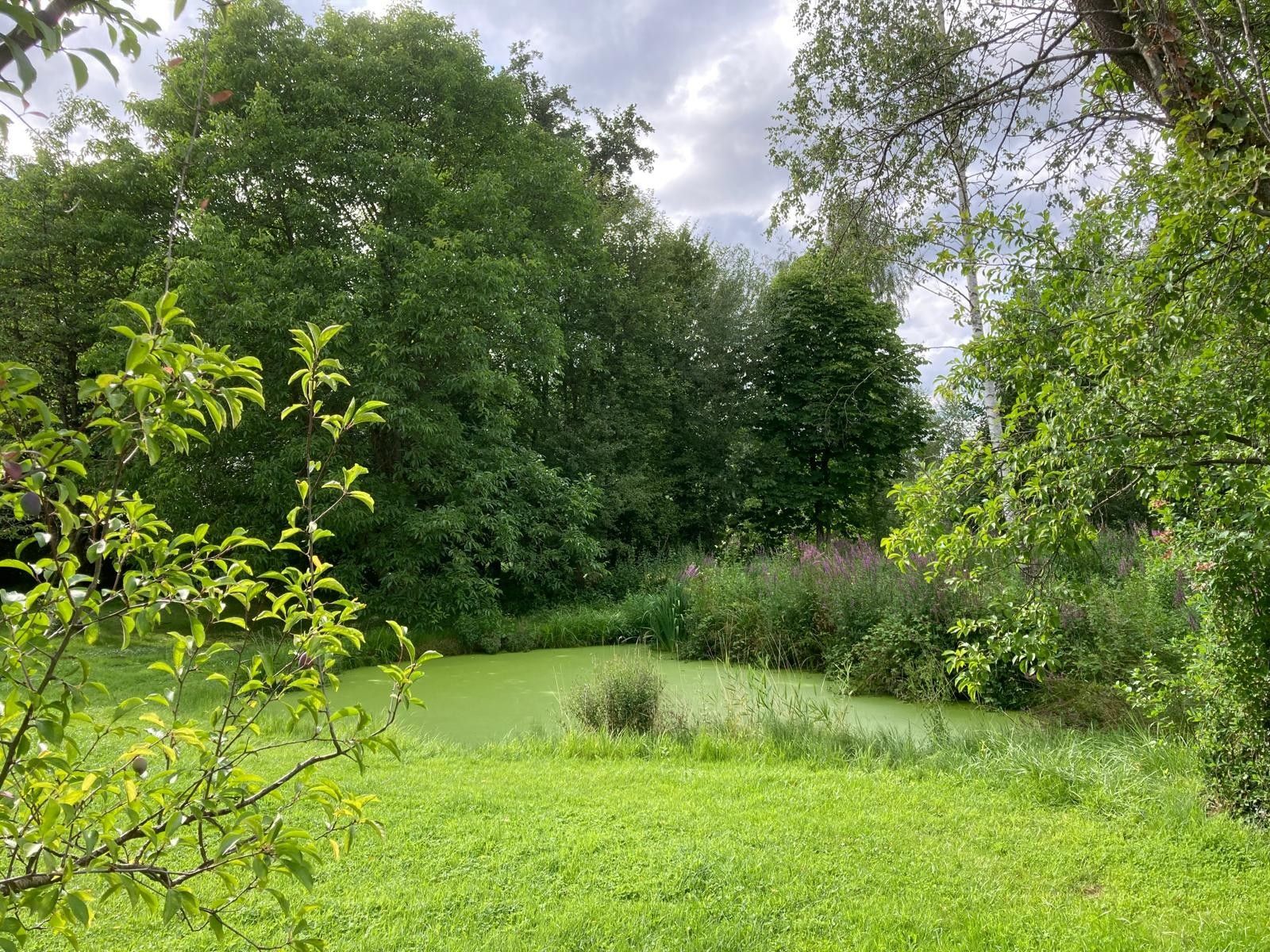 Un paysage verdoyant et luxuriant, parsemé d’arbres de différentes espèces et agrémenté d’un petit étang.
