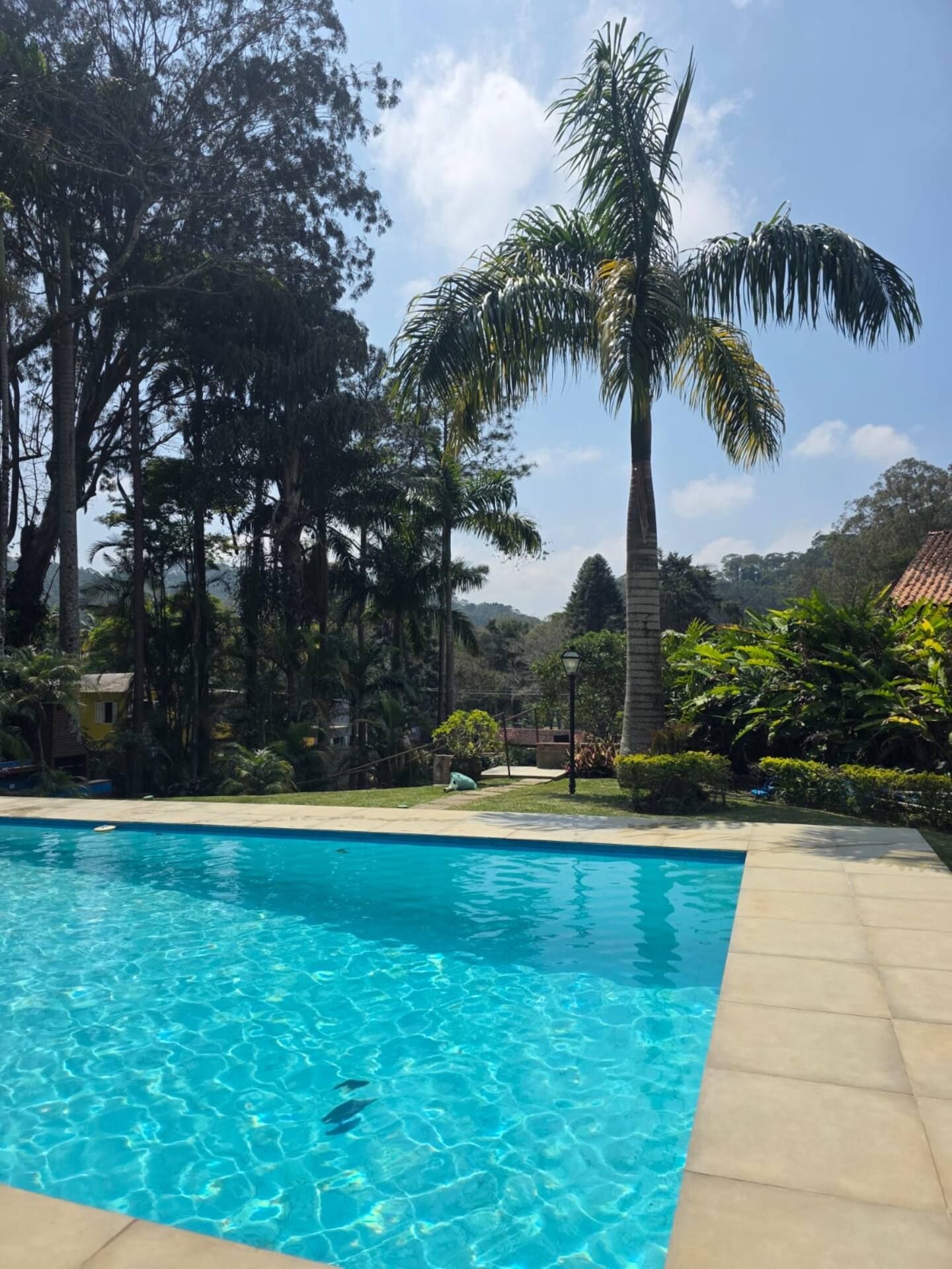 A swimming pool with clear blue water, surrounded by lush greenery and trees.