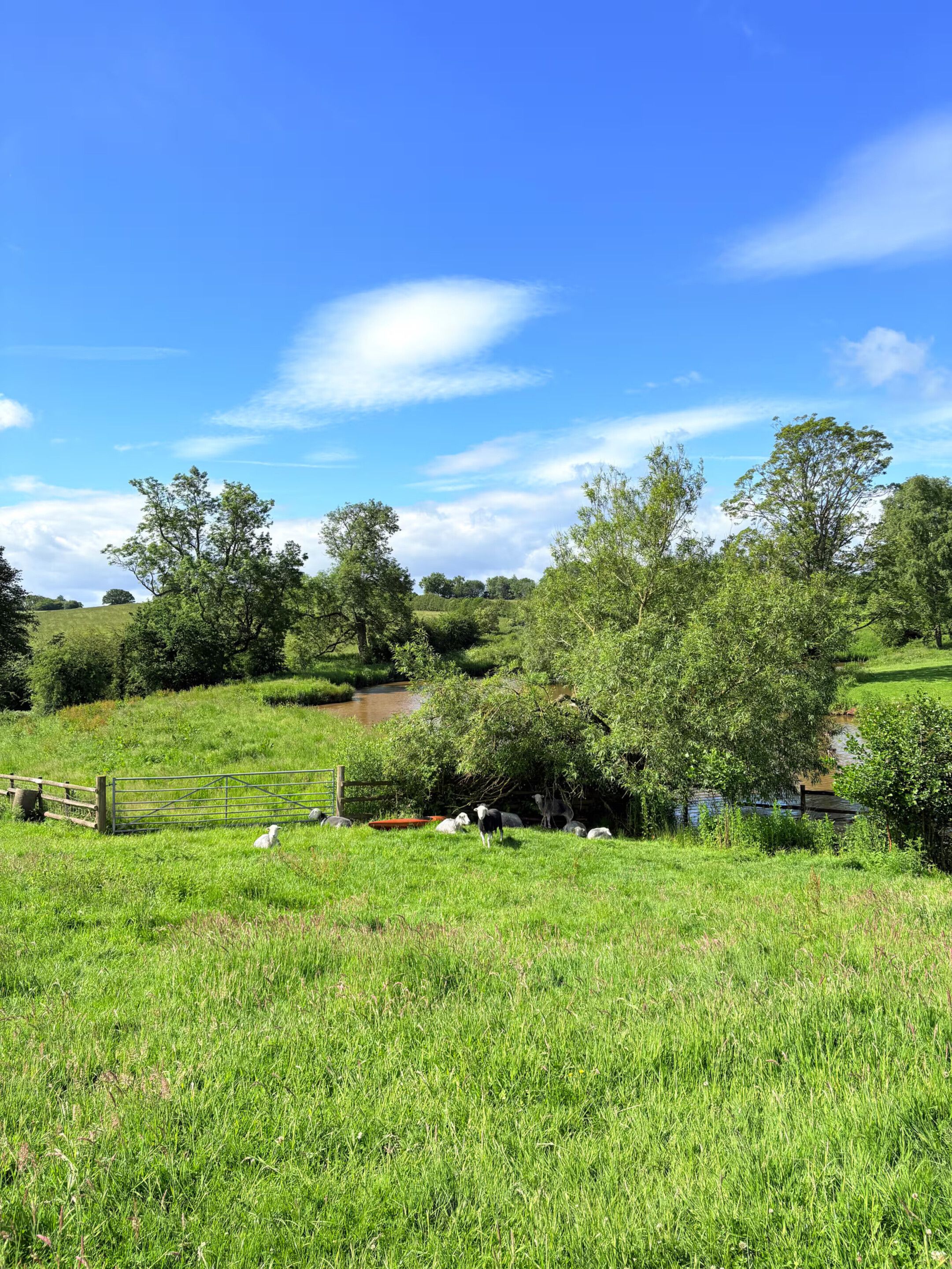 A grassy field with a wooden fence, trees, and a small body of water.