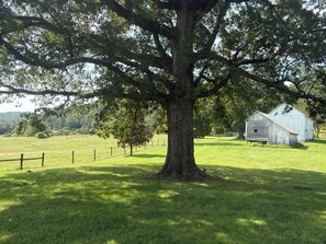A large tree in a grassy field with a barn in the background.