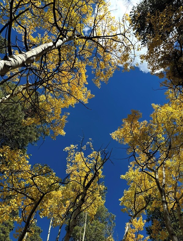 Een uitzicht op bomen met gele bladeren tegen een heldere blauwe lucht.