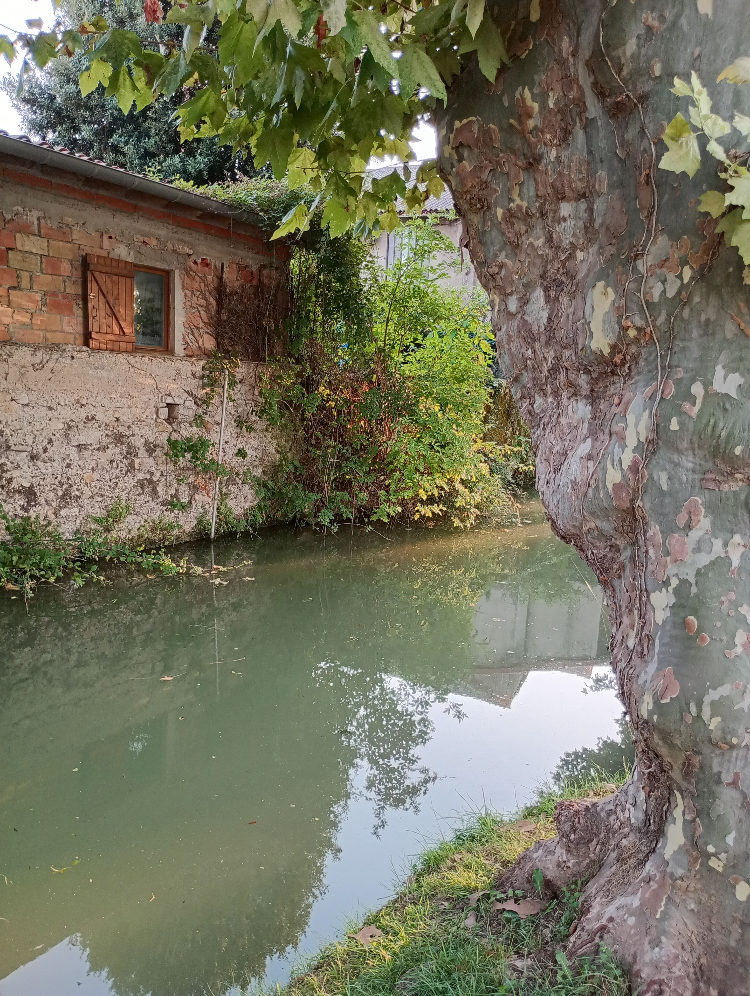 Un étroit canal bordé d’un côté par un mur de briques et de l’autre par un arbre.