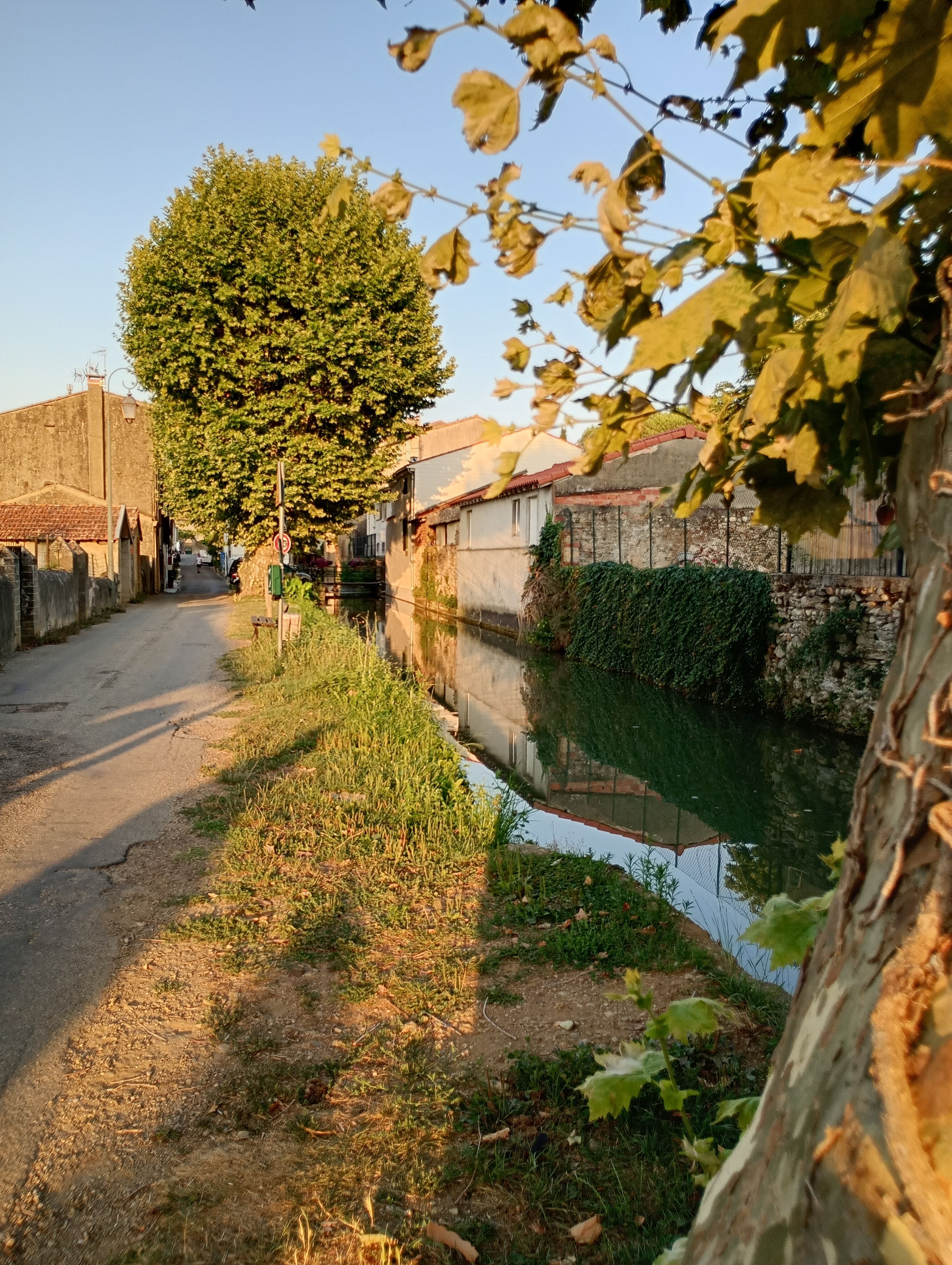 Un carrer estret amb un arbre a l'esquerra, un canal a la dreta i edificis al fons.