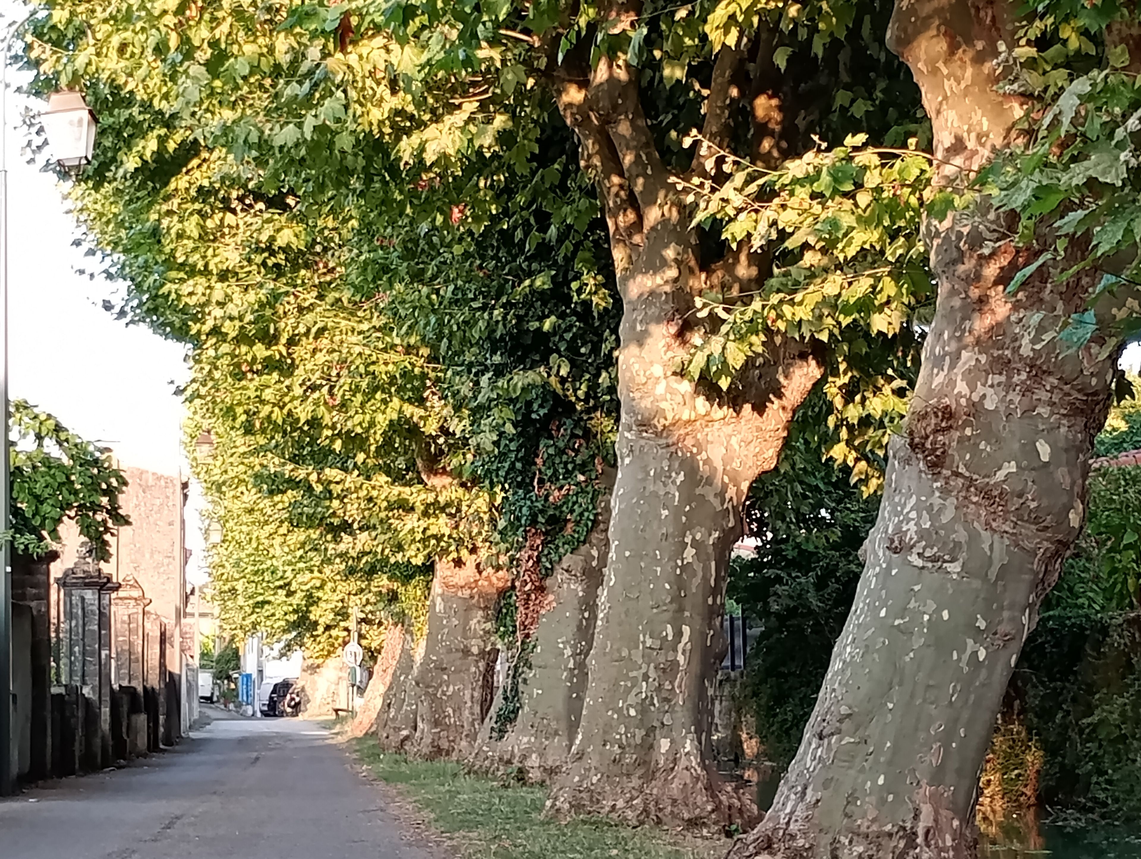 Rua arborizada com um caminho livre para pedestres.
