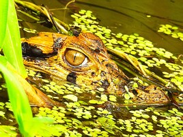 A frog in water with lily pads.