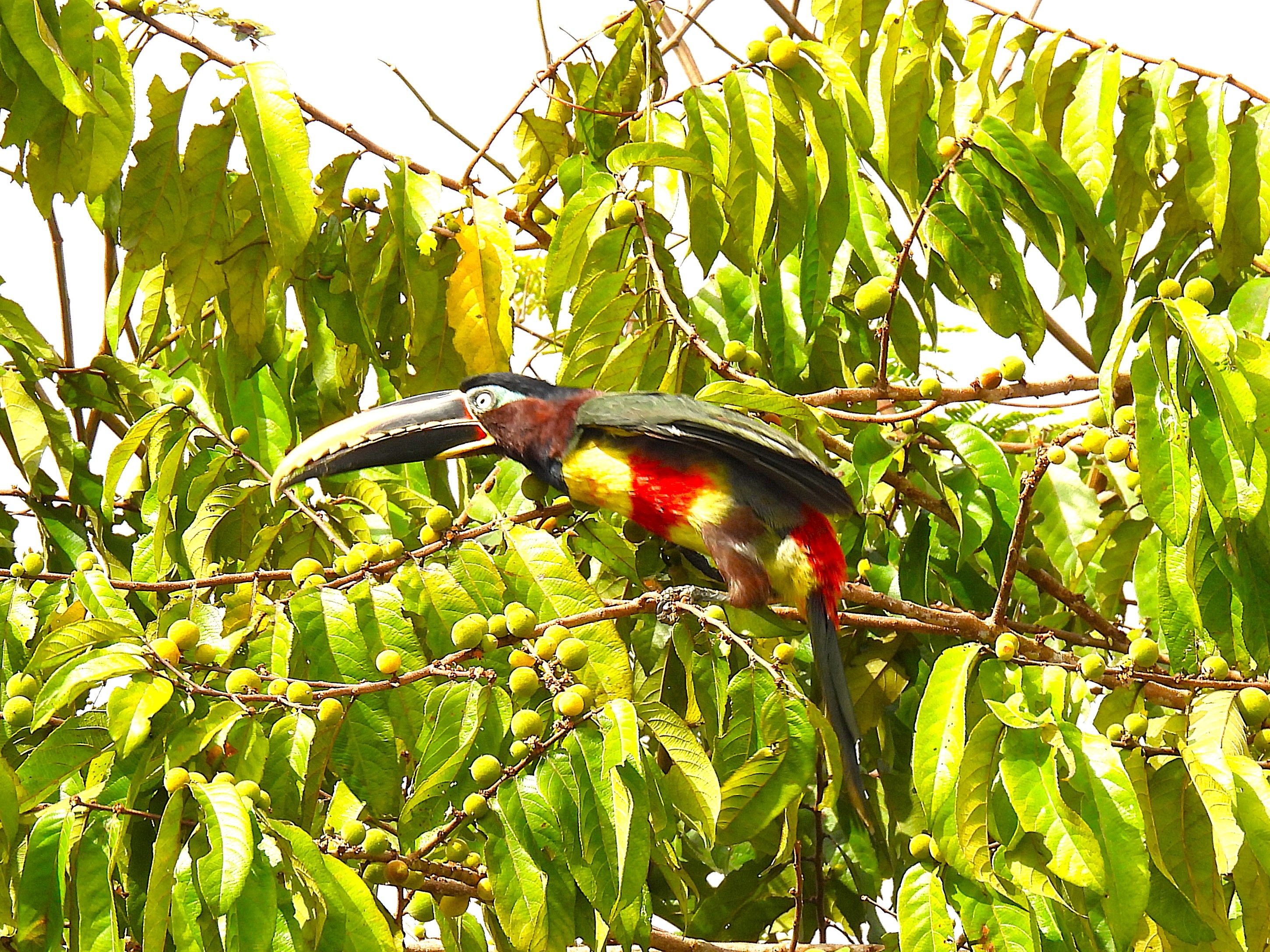 A toucan perched on a branch with green leaves and fruit.
