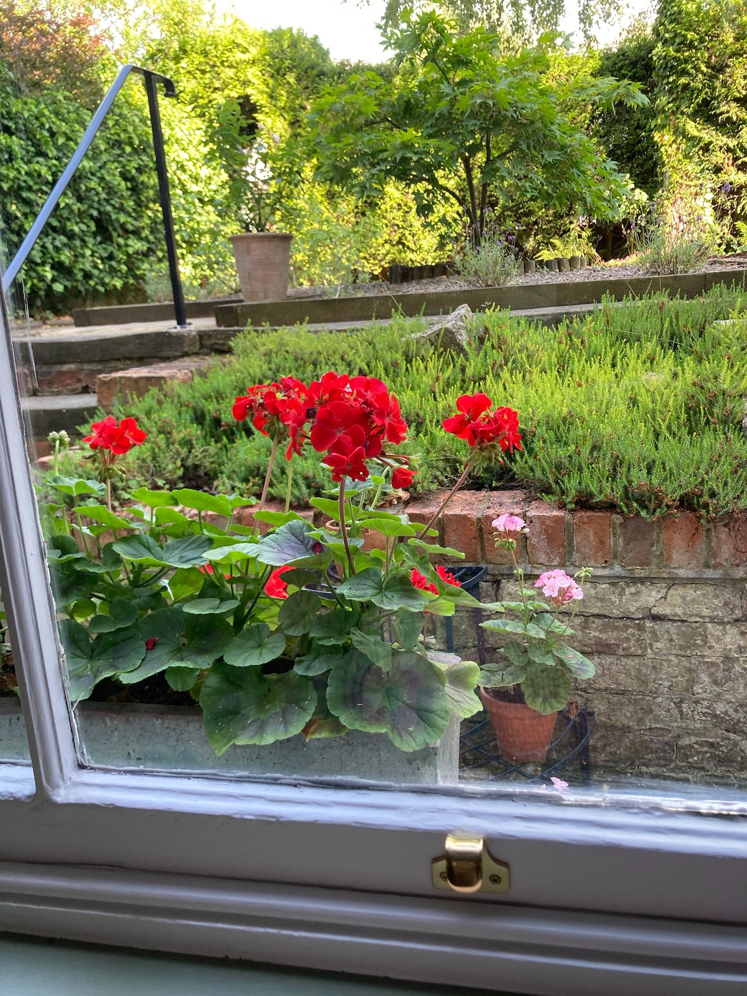 Een raam met uitzicht op een tuin met rode bloemen en groene begroeiing.