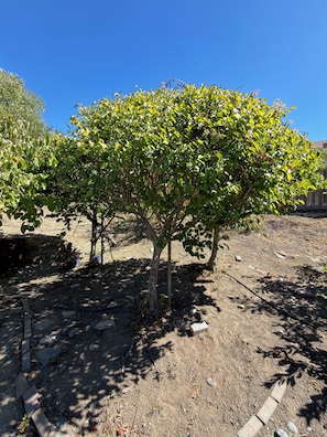 Ein Baum mit dichtem Blätterdach in einer angelegten Grünfläche unter blauem Himmel.