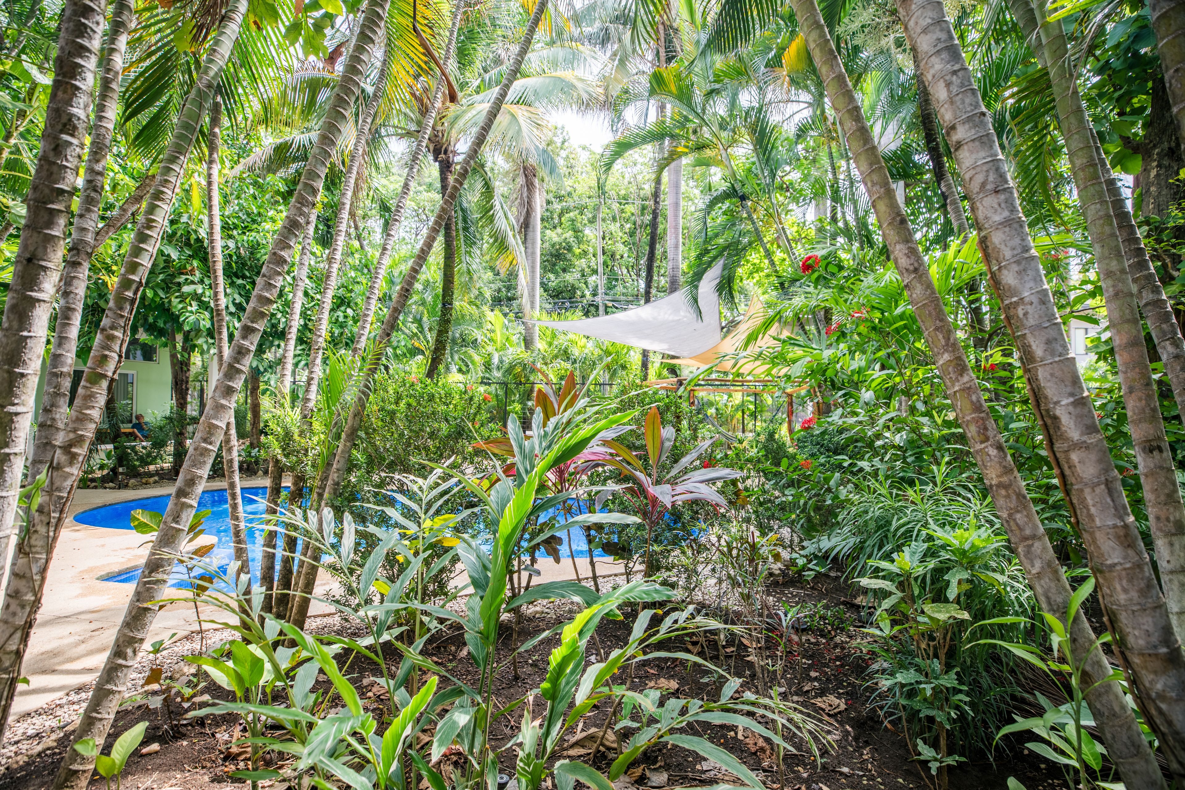 Una piscina envoltada per vegetació tropical exuberant i palmeres.