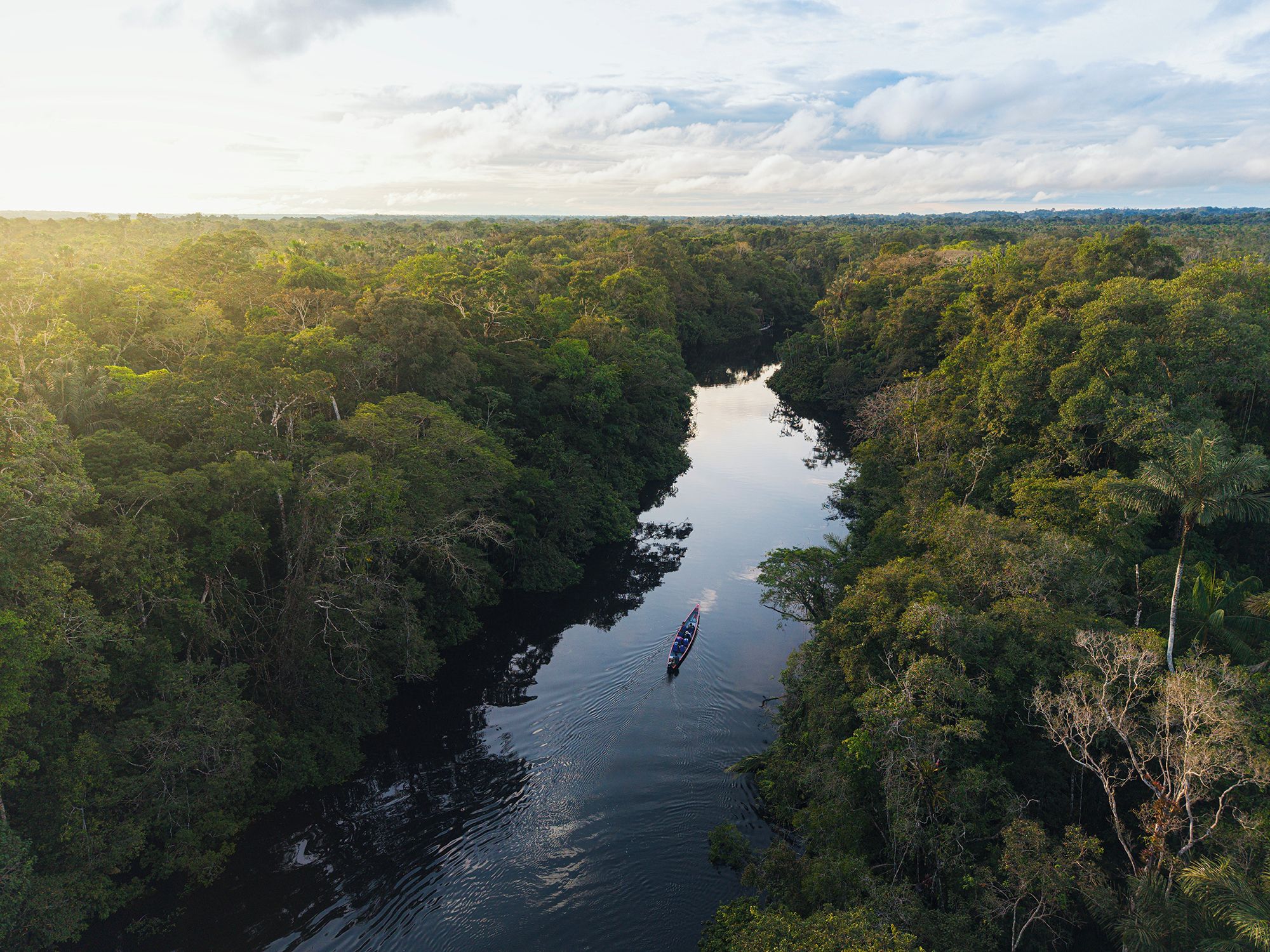 Um rio cercado por floresta densa.