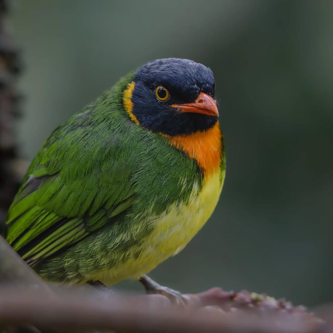 A bird with green feathers, a yellow neck, and an orange beak.