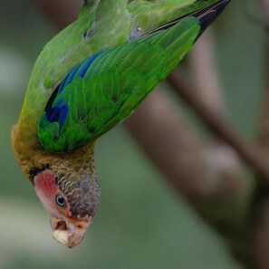Un loro con plumas verdes y azules, rostro rosado y pico blanco.