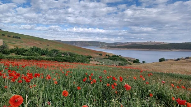 Un champ de coquelicots rouges, avec un lac et des collines en arrière-plan.