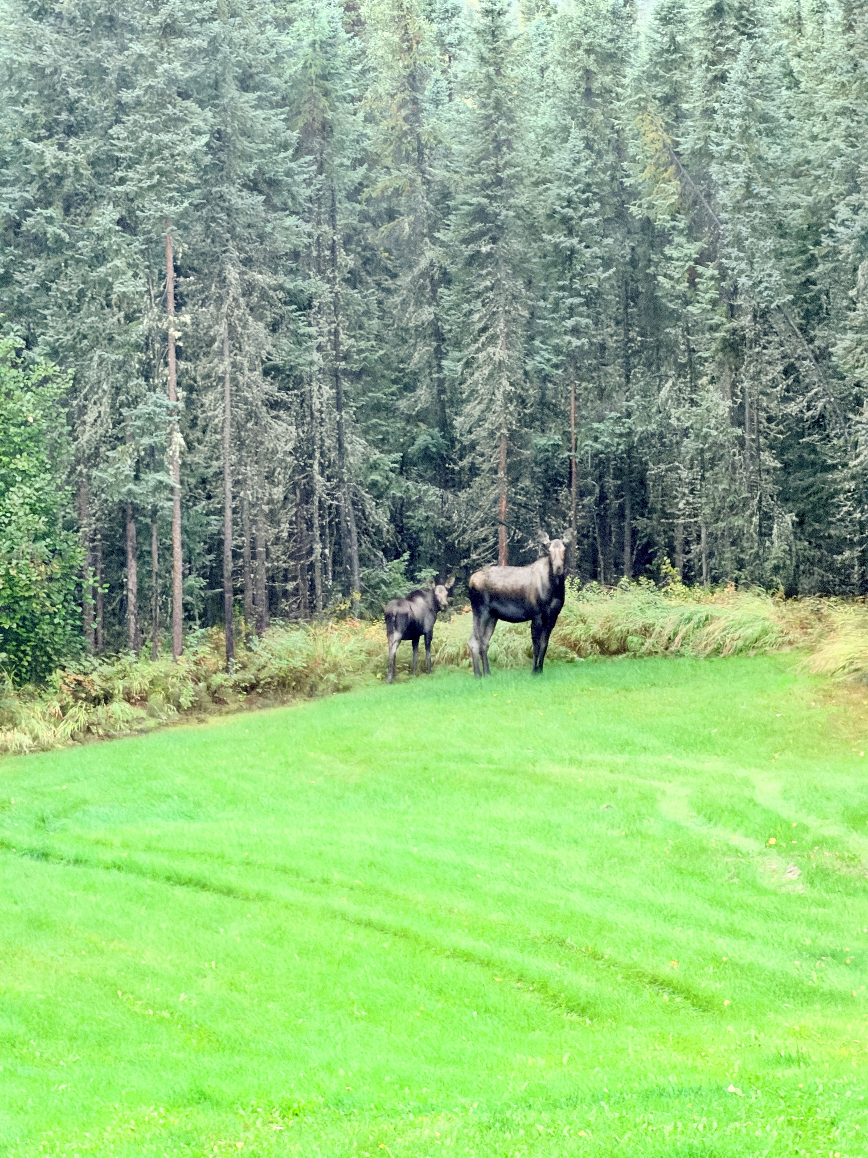 A grassy field with two moose standing in the distance, surrounded by a dense forest of tall trees.