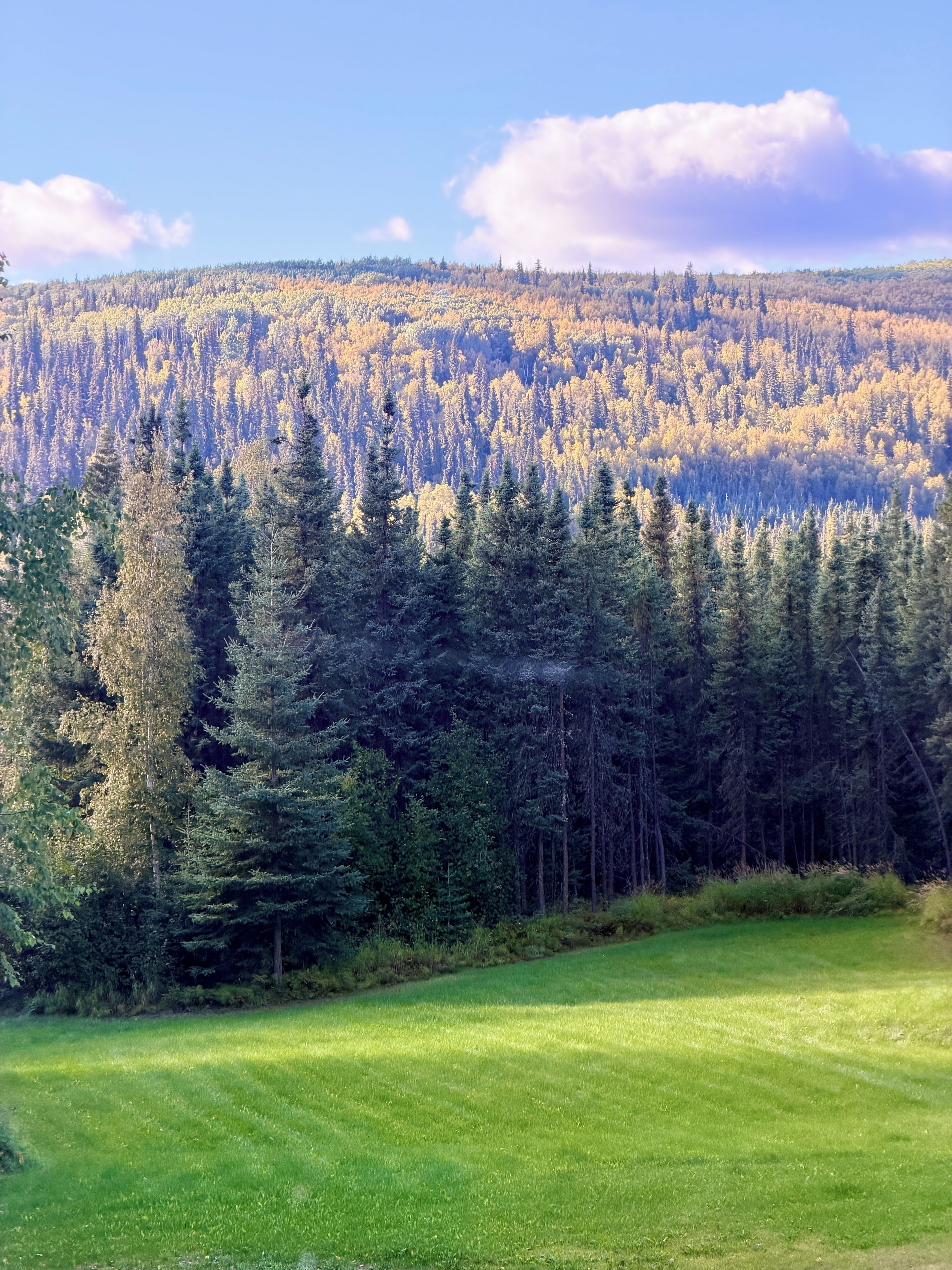 A forested landscape with a grassy foreground and a dense forest in the background.
