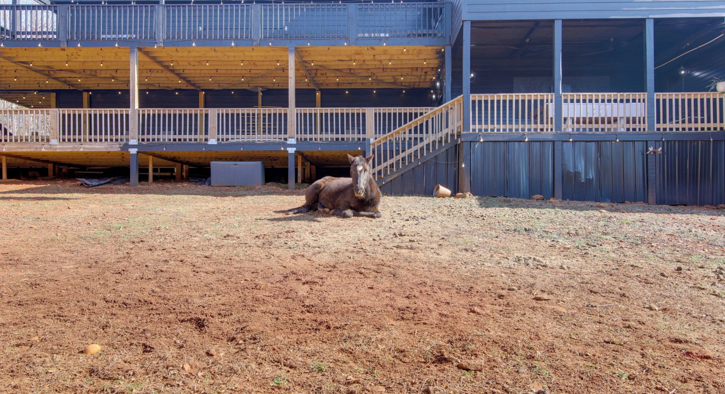 A horse in a fenced outdoor area with a building in the background.