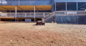 A horse in a fenced outdoor area with a building in the background. - Peaceful Countryside Boutique Hotel  (Commerce)