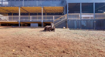 Un caballo en un espacio cercado al aire libre, con un edificio al fondo.