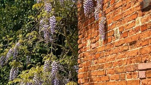 A brick building with a vine-covered wall and dense foliage in the background. - The Walnuts Country House (Bury St Edmunds)
