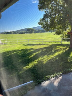 A grassy field with a fence, trees, and a clear sky.