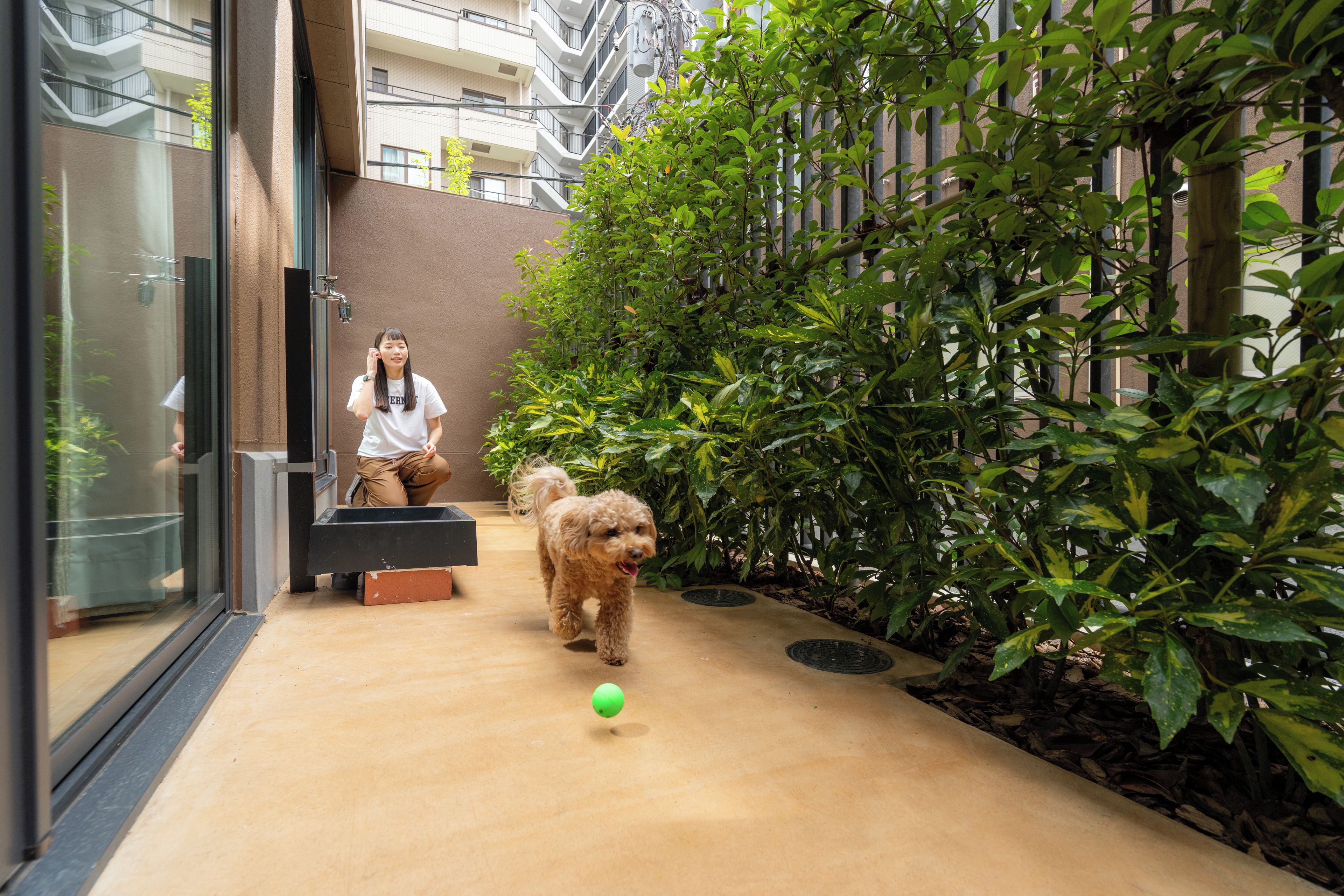 A dog walking on a concrete path with a green ball, surrounded by greenery and a building with a glass door.