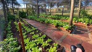 A garden with raised beds and a pathway. - Pousada Fazenda Pinhalzinho (Ribeirao Claro)