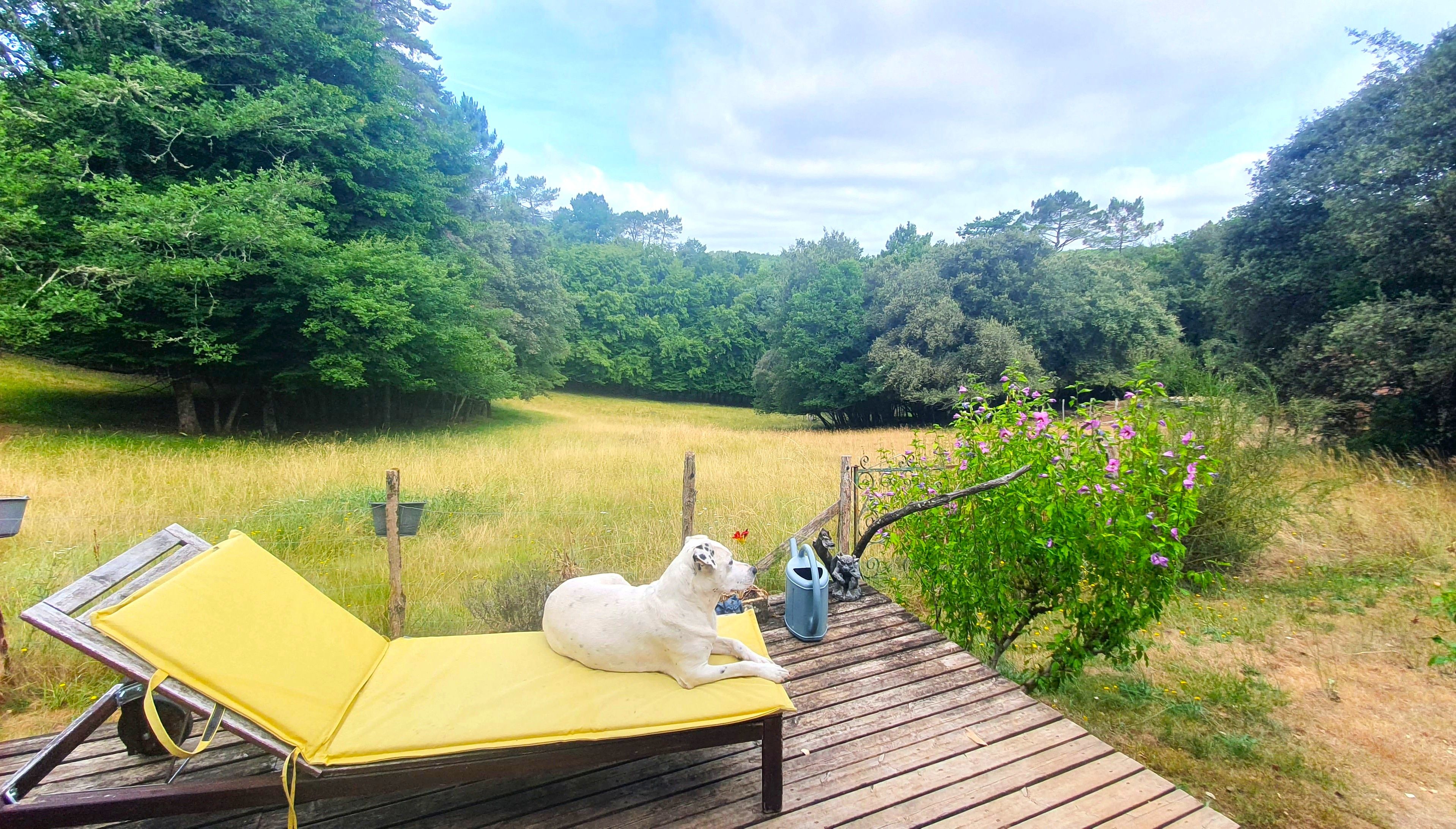 Een hond ligt op een gele ligstoel op een houten terras, met uitzicht op een grasveld en bomen.