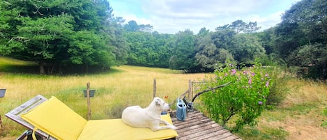 A dog lying on a yellow lounge chair on a wooden deck with a view of a grassy field and trees.