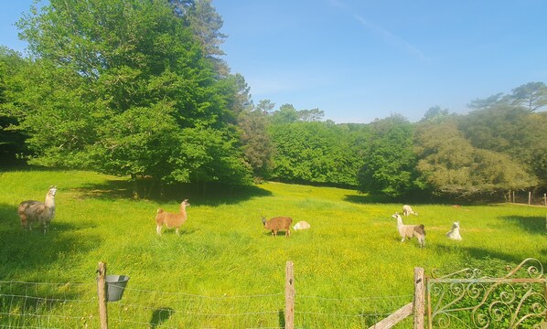 A grassy field with a fence and trees in the background.