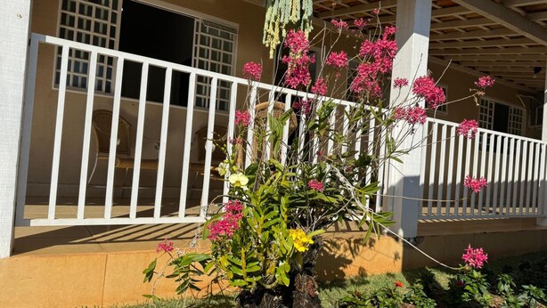 Een tuin met diverse planten en bloemen, een houten constructie en een witte balustrade.