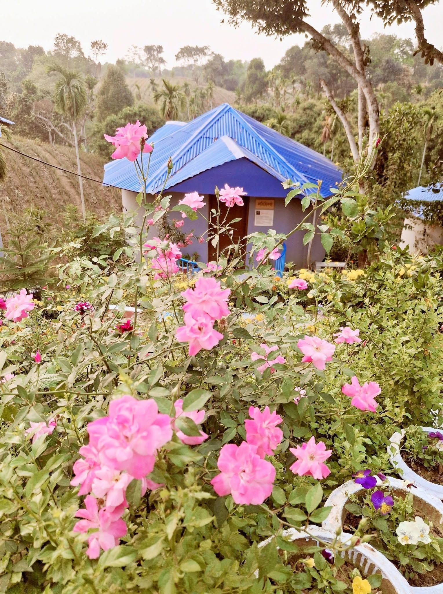 Uma casa com telhado azul rodeada por vegetação exuberante e flores cor-de-rosa.