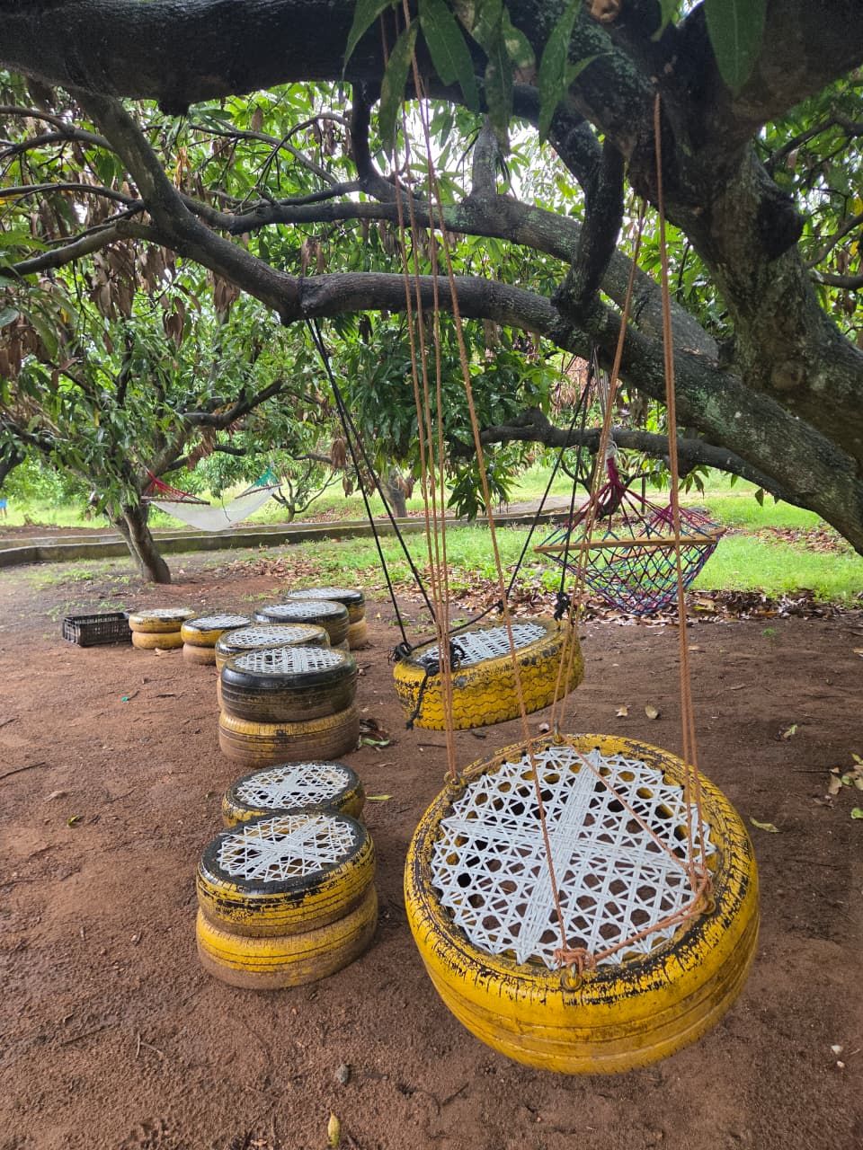 Outdoor swings made from tires under a tree.
