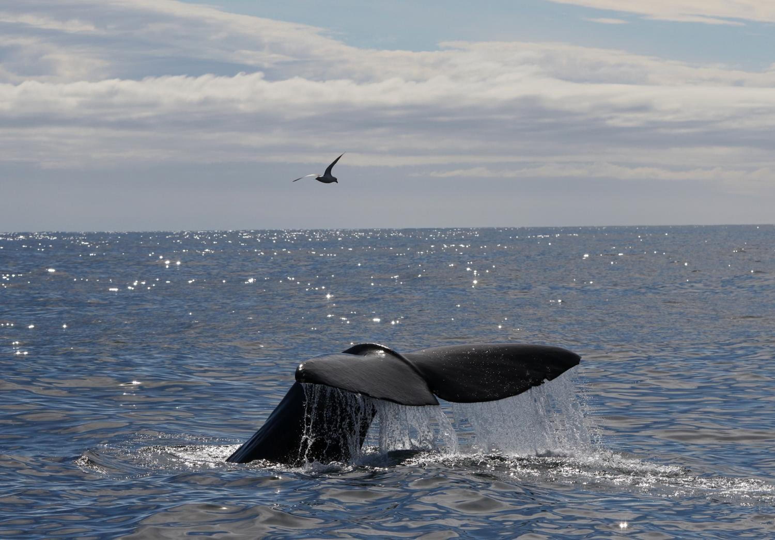 A whale's tail breaching the water's surface with a bird flying overhead.