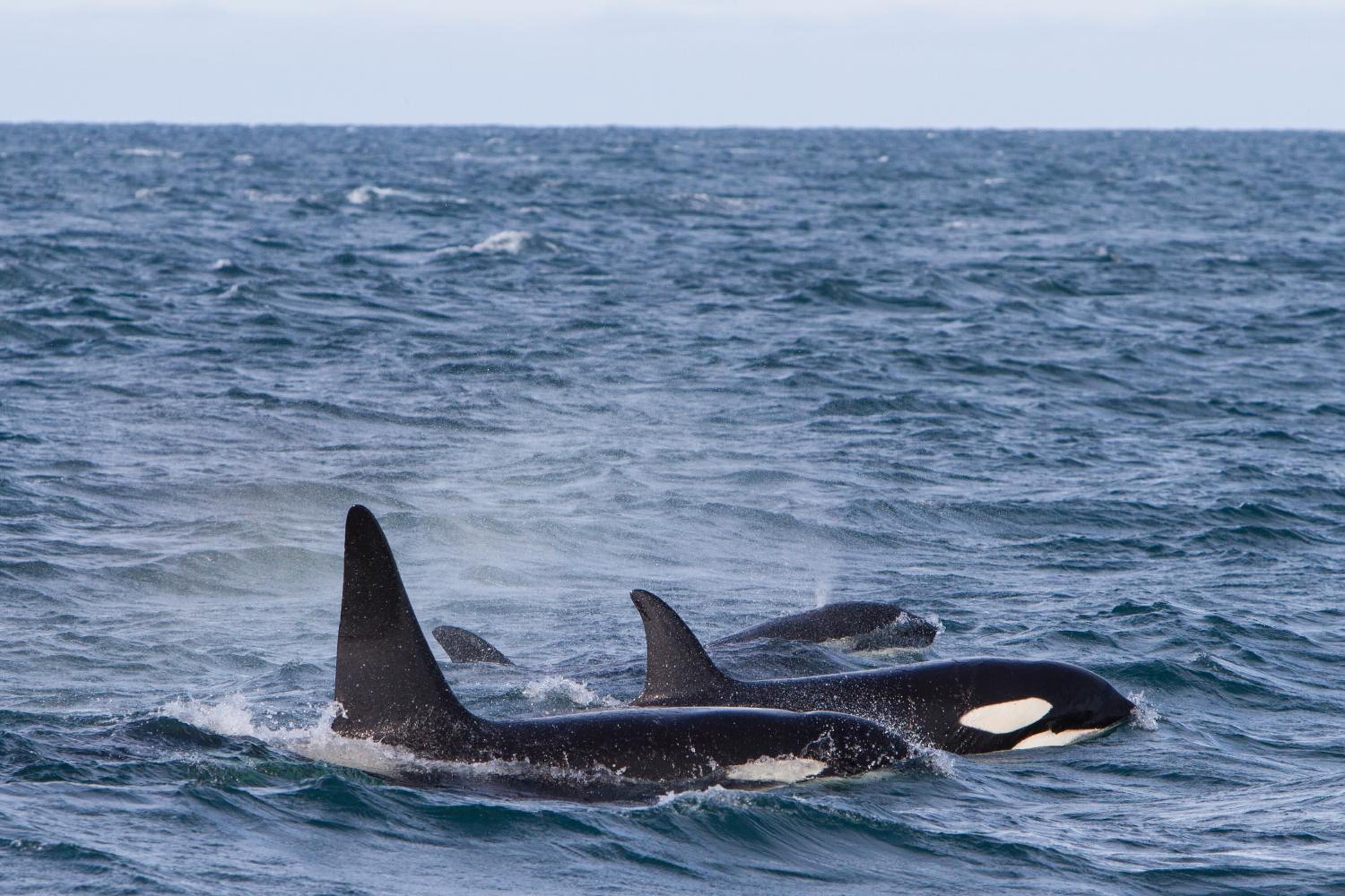 Two orcas swimming in the ocean.