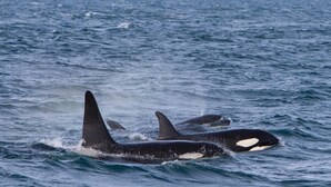 Zwei Orcas schwimmen im Meer.