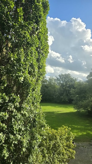 Un parque verde y frondoso con diversidad de árboles y un cielo despejado.