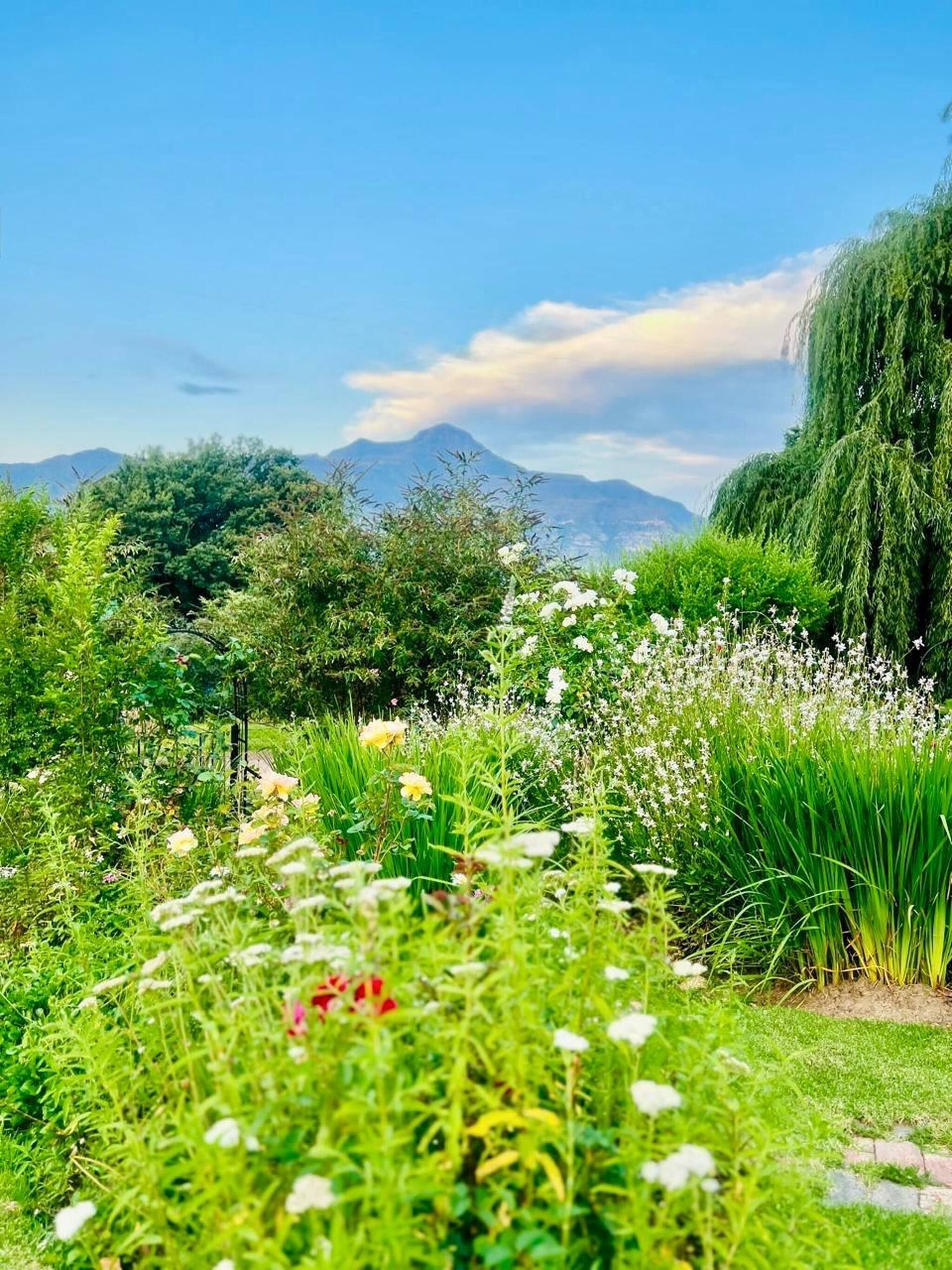 A garden with various plants and flowers, a pathway, and a mountain in the background.
