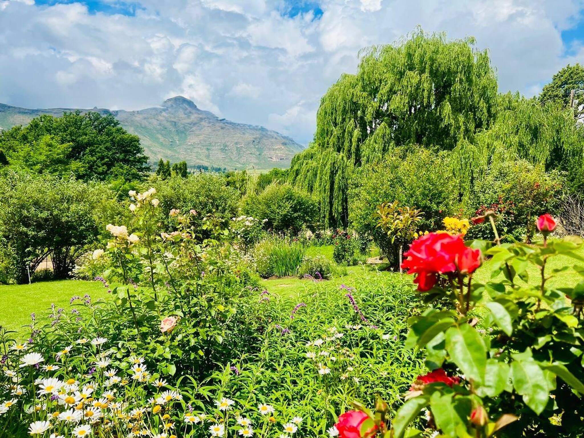 A garden with a variety of flowers, a prominent weeping willow tree, and a mountain in the background.