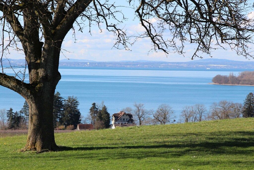 A large tree in a grassy field with a lake and a house in the background.