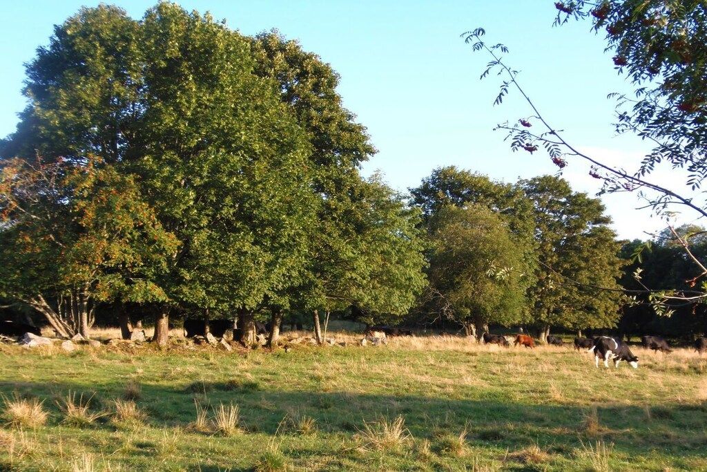 A rural landscape with a field of grass, a group of trees, and a herd of cows grazing.