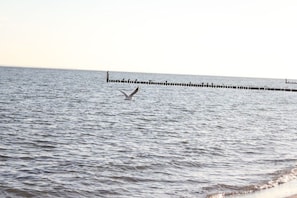 A body of water with a pier extending into it. - A haven of peace in the sunny garden in Kellenhusen (Kellenhusen)